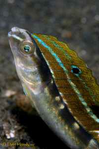 Snake Blenny found in Lembeh by Debi Henshaw 